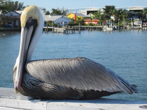 pelican anna maria island florida