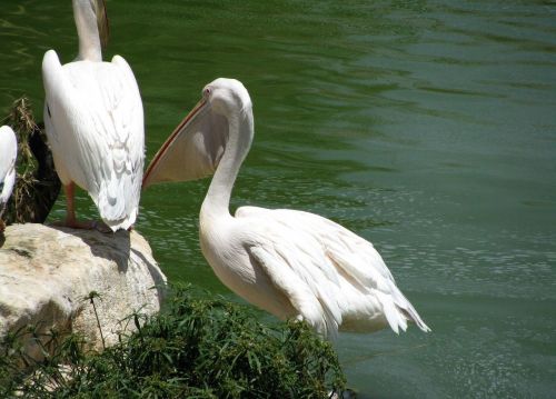 pelican water bird pelecanidae