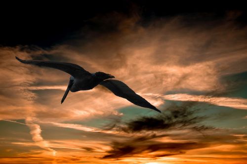 pelican sunset clouds