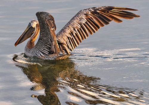 pelican brown bird