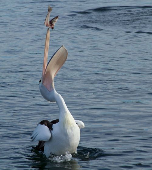 pelican catching fish