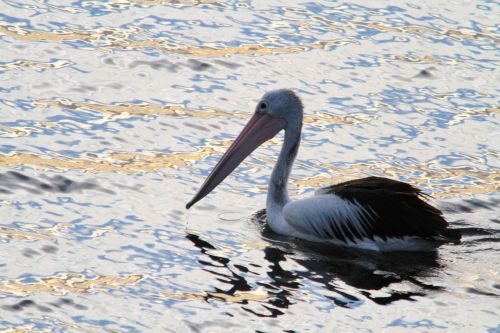 pelican animal water