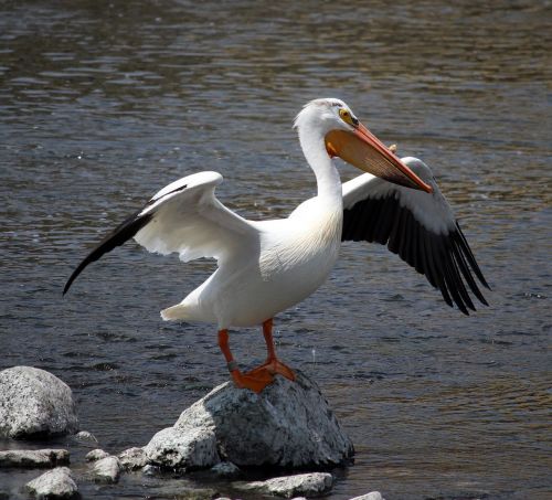 pelican stretch rock