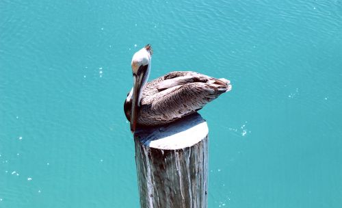 pelican bird nature