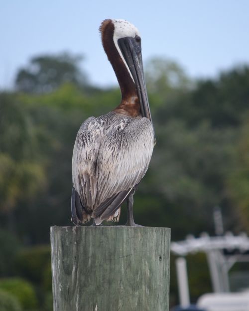 pelican bird nature