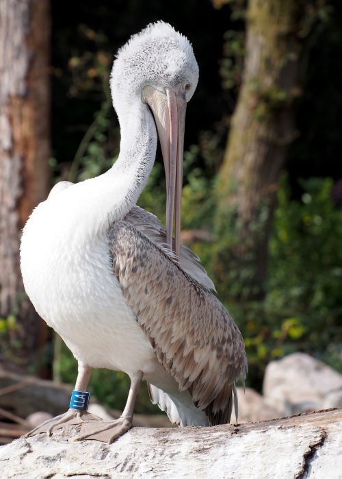 pelican bird wildlife