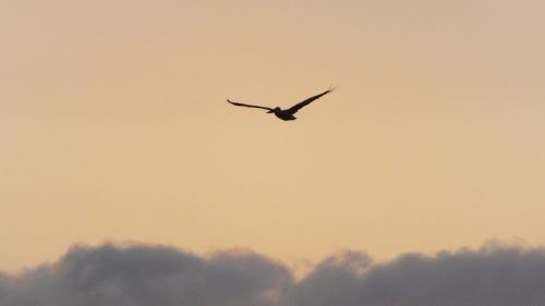 pelican sunset sea