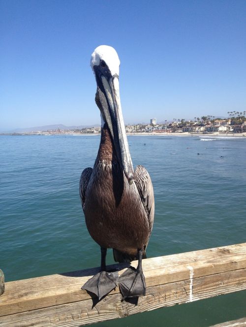 pelican bird nature