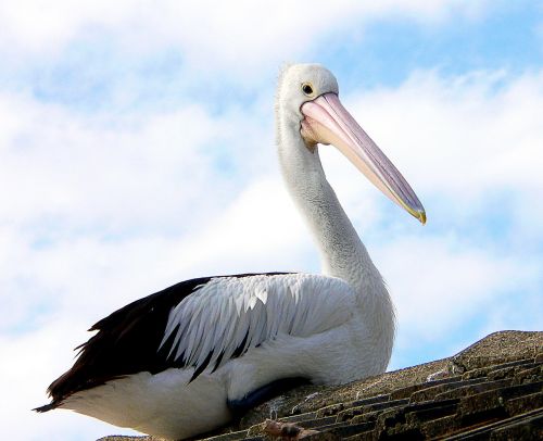 pelican bird wildlife