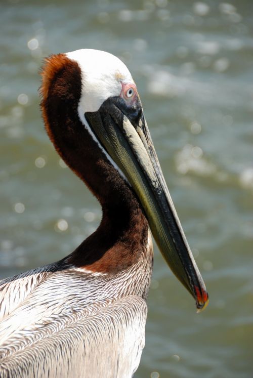 Pelican Closeup