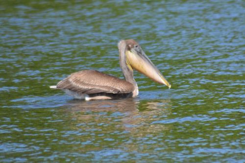 Pelican Fishing