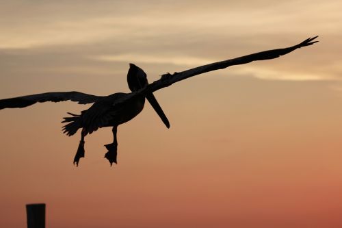 pelican in flight evening sky atmosphere