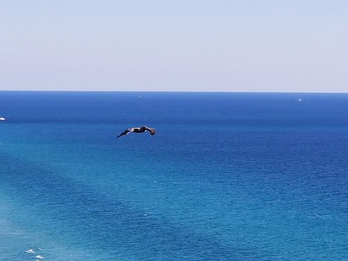 pelican in flight  blue oceans  panama city beach