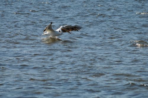 Pelican Landing In Water