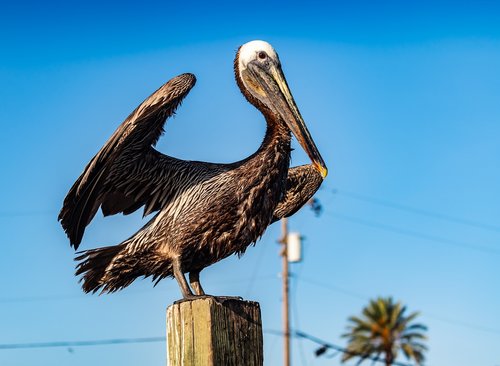 pelican on stump  water bird  pelecanus conspicillatus