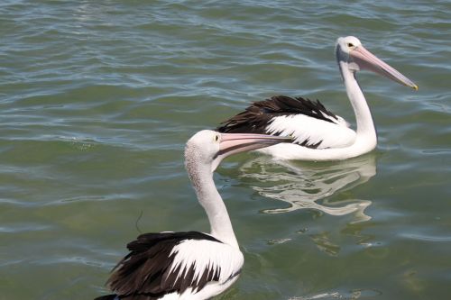 Pelican On The Sea Surface