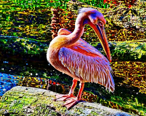 Pelican Painting
