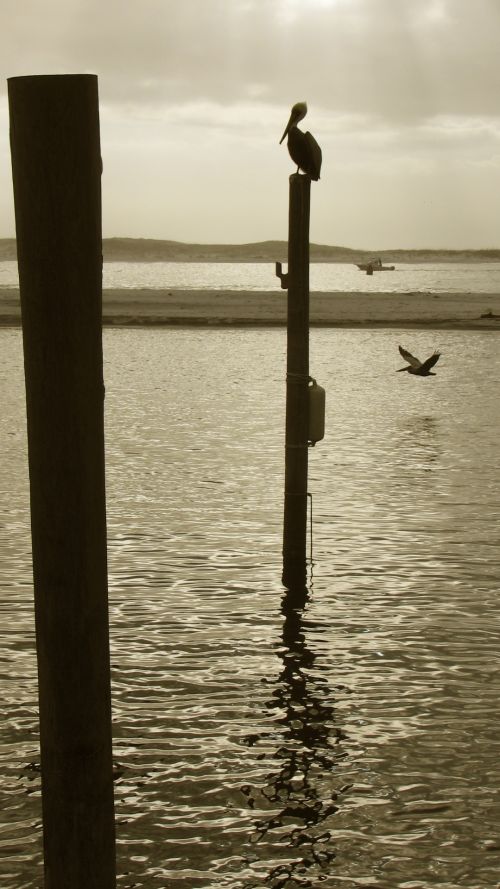 Pelican Perched At Sunset