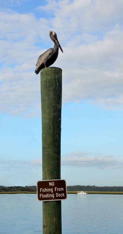 Pelican Resting On Piling