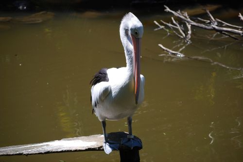 Pelican Resting