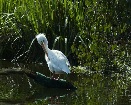 Pelican Roost On Water