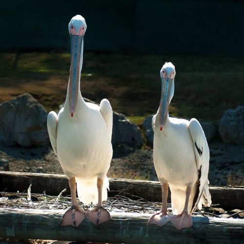 pelicano copy varallo pombia