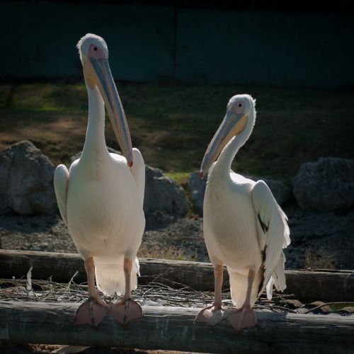 pelicano varallo pombia copy