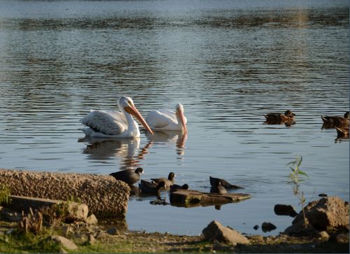 pelicans birds lake