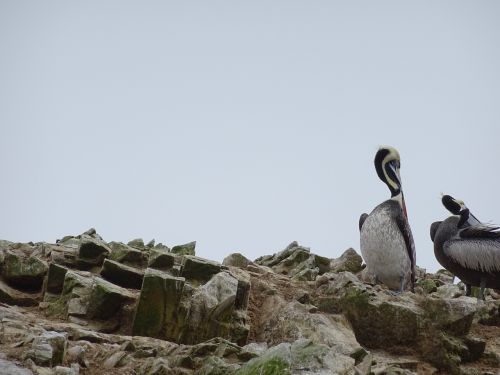 pelicans ballestas islands peru