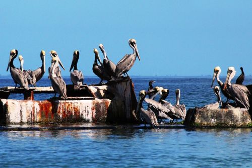 pelicans charagato cubagua