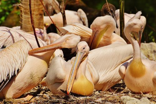 pelicans birds bill