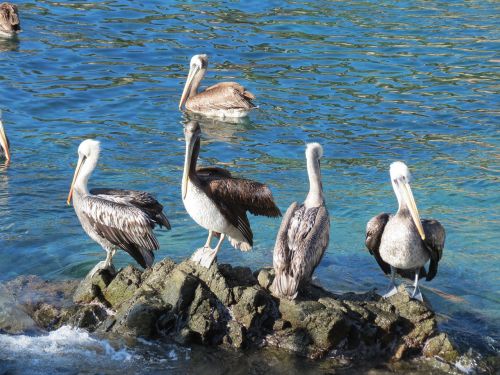 pelicans sea rocks