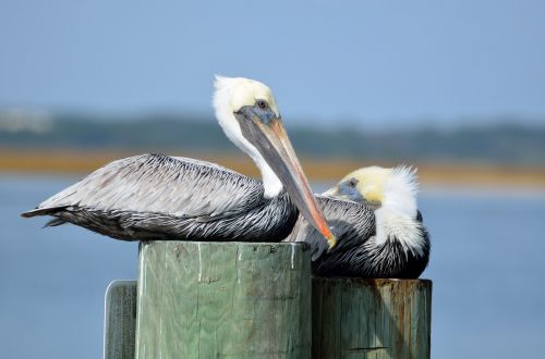 pelicans bird avian