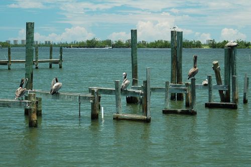 pelicans dock piling