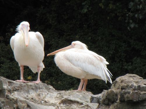 pelicans birds white