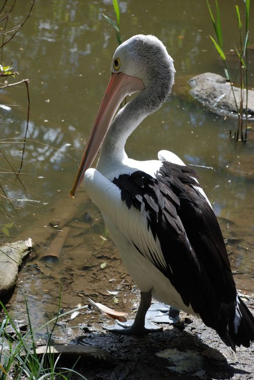 pelicans birds water