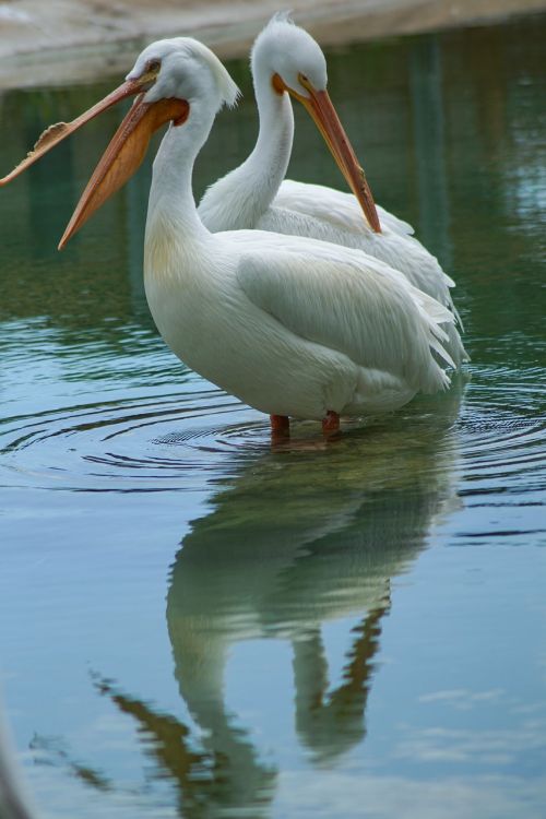 pelicans nature birds