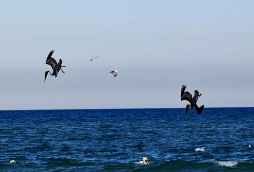 pelicans ocean hunting