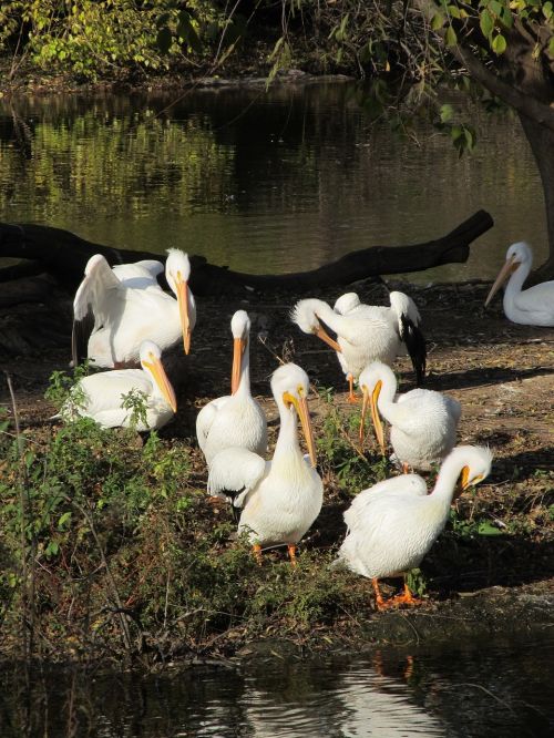 pelicans flock birds