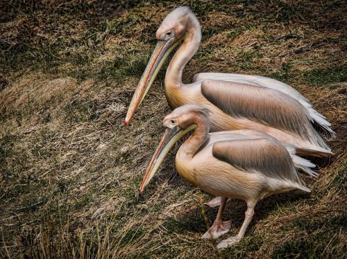 pelicans birds water