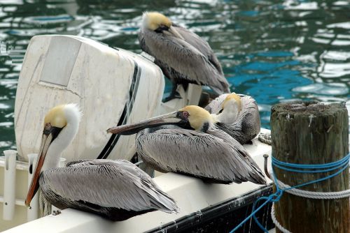pelicans bird wildlife