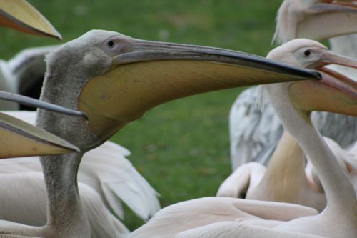 pelicans waterfowl bird