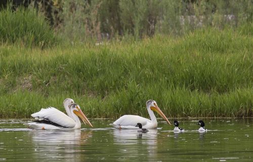 pelicans swimming water