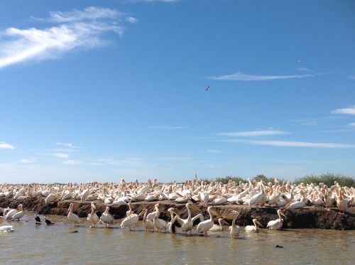 pelicans nature wildlife