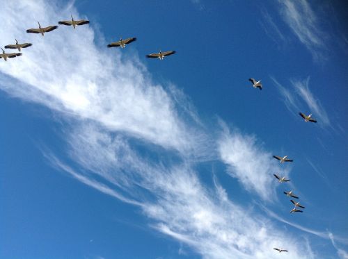pelicans flying sky