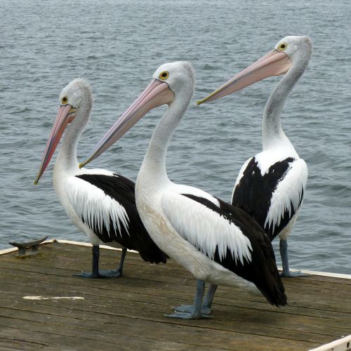 pelicans pelican water bird