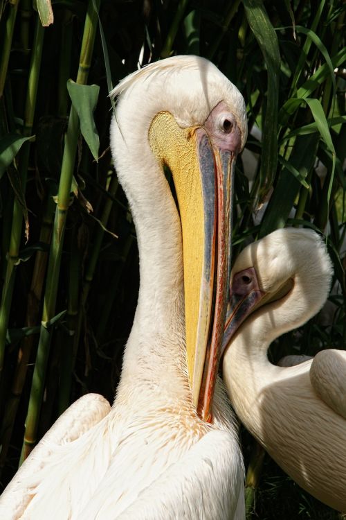 pelicans birds animal portrait