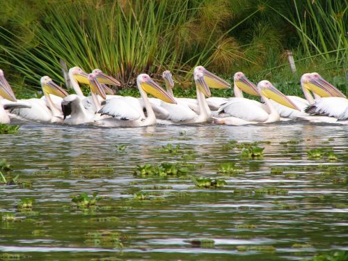 pelicans birds africa
