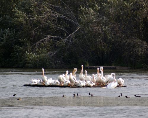 pelicans wetlands bird