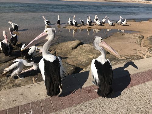 pelicans sea birds